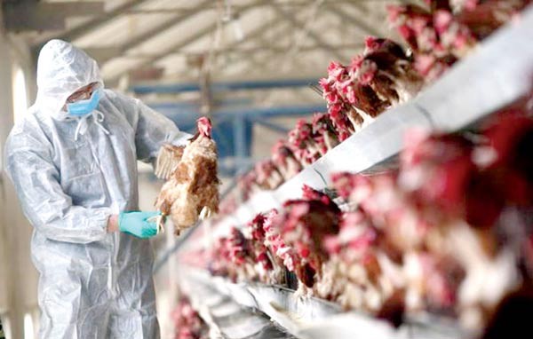 No vaccine for the fatal bird flu virus A/H7N9